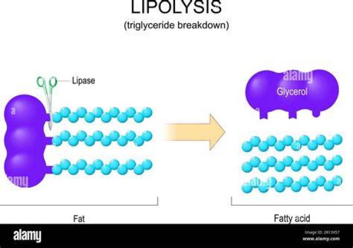 Do adipose cells store triglycerides?