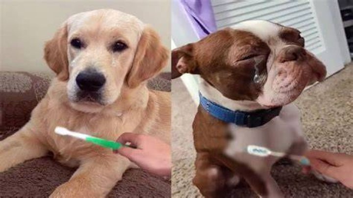 Does a wet toothbrush remind a cat of its mother?