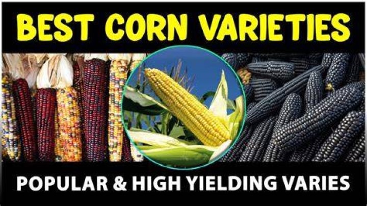 How do you develop high yielding varieties?