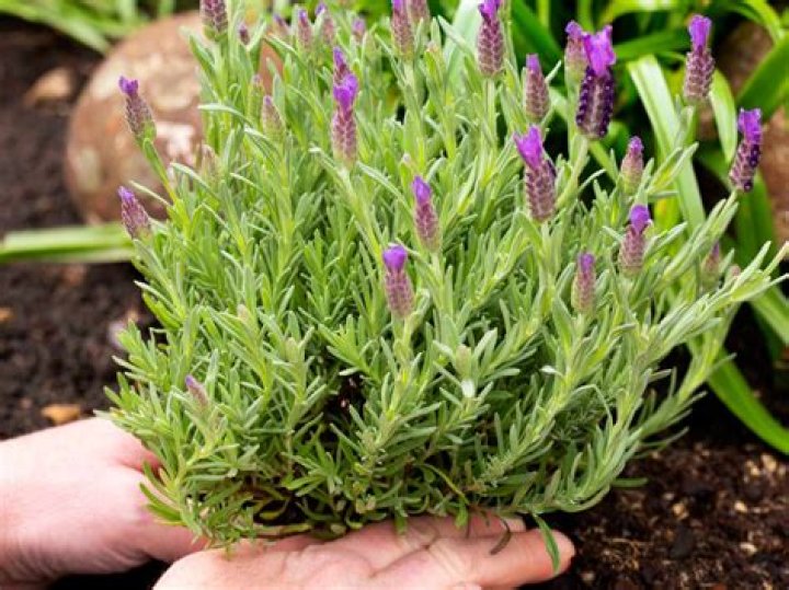 How do you take care of Lavandula dentata?