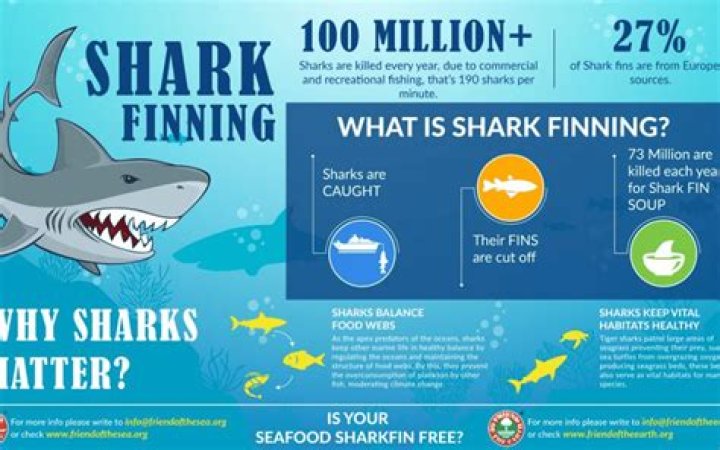 How does shark finning affect the economy?