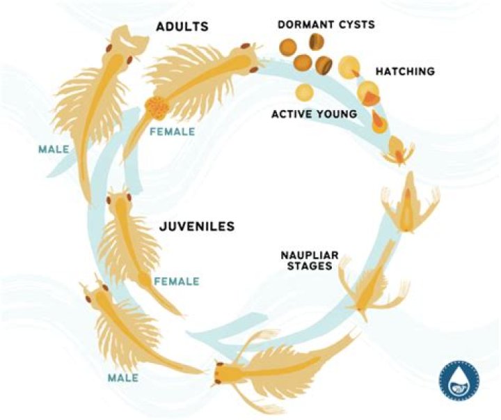 How long do brine shrimp live in hatchery?