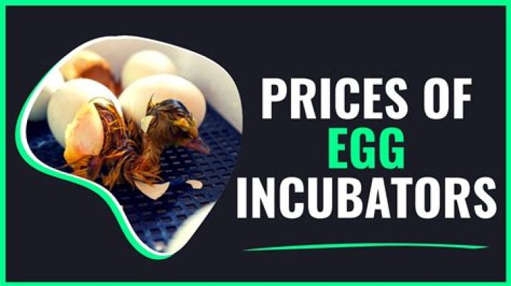 How much are eggs in Zimbabwe?