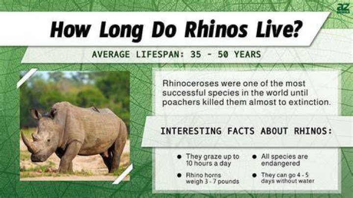 How often do Rhinos come into heat?