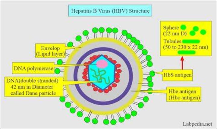Is hepatitis B virus A DNA virus?