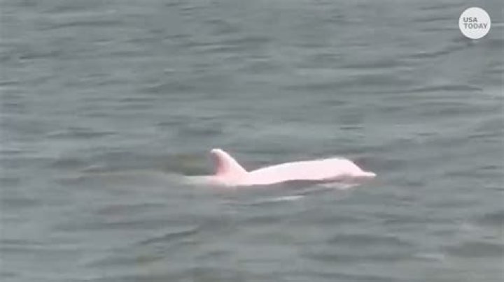Is the pink dolphin albino?