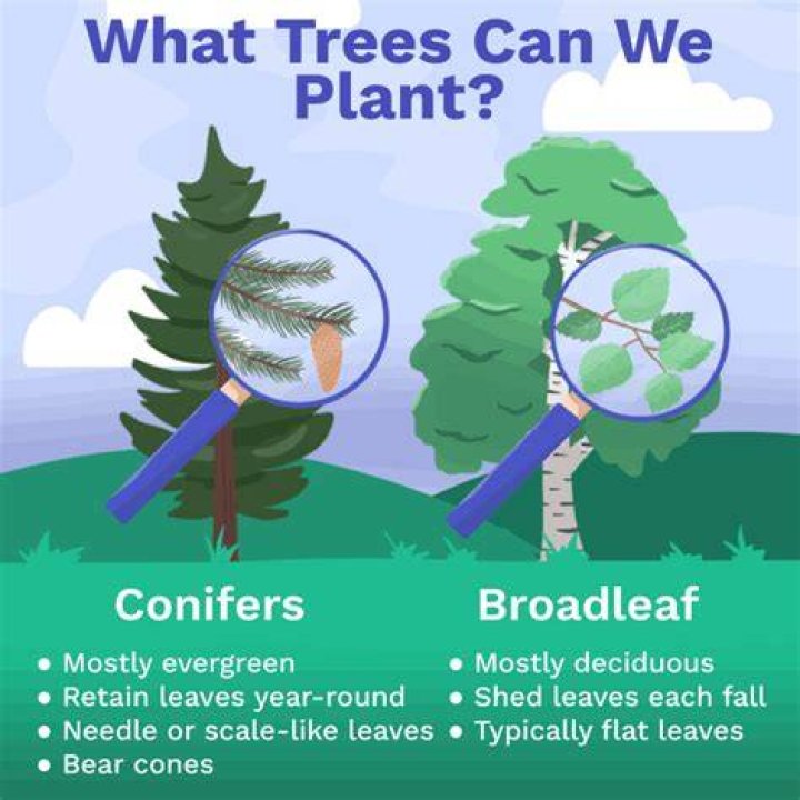 What happens if we plant 20 million trees?