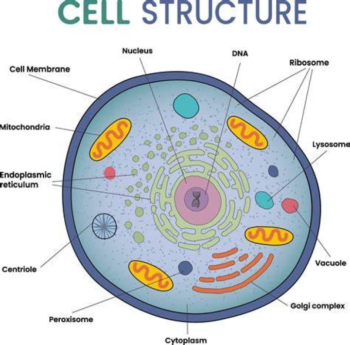 What is a cellular chip?