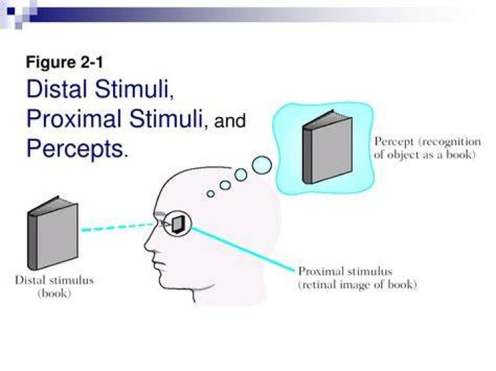 What is the difference between proximal stimuli and distal stimuli?
