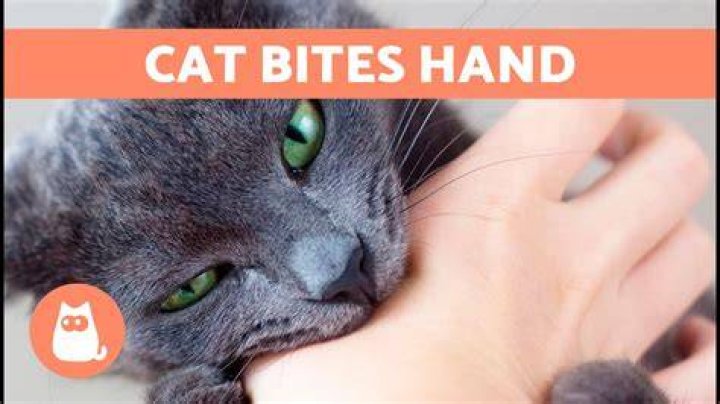Why does my kitten keep biting my hands?