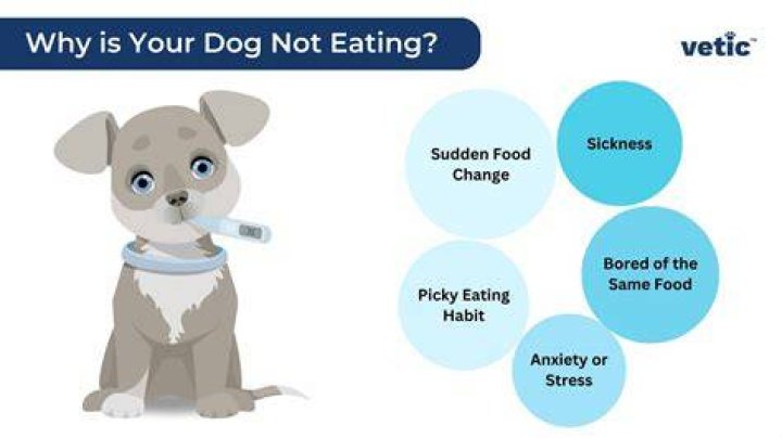 Why is my dog not eating and sleeping a lot?